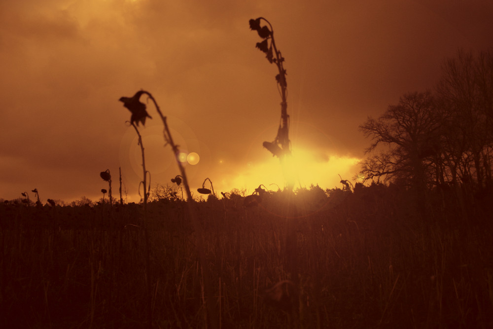 burning Sunflower,s