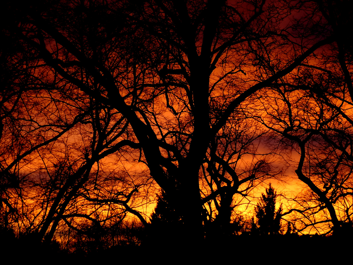 Burning tree