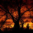 Burning tree