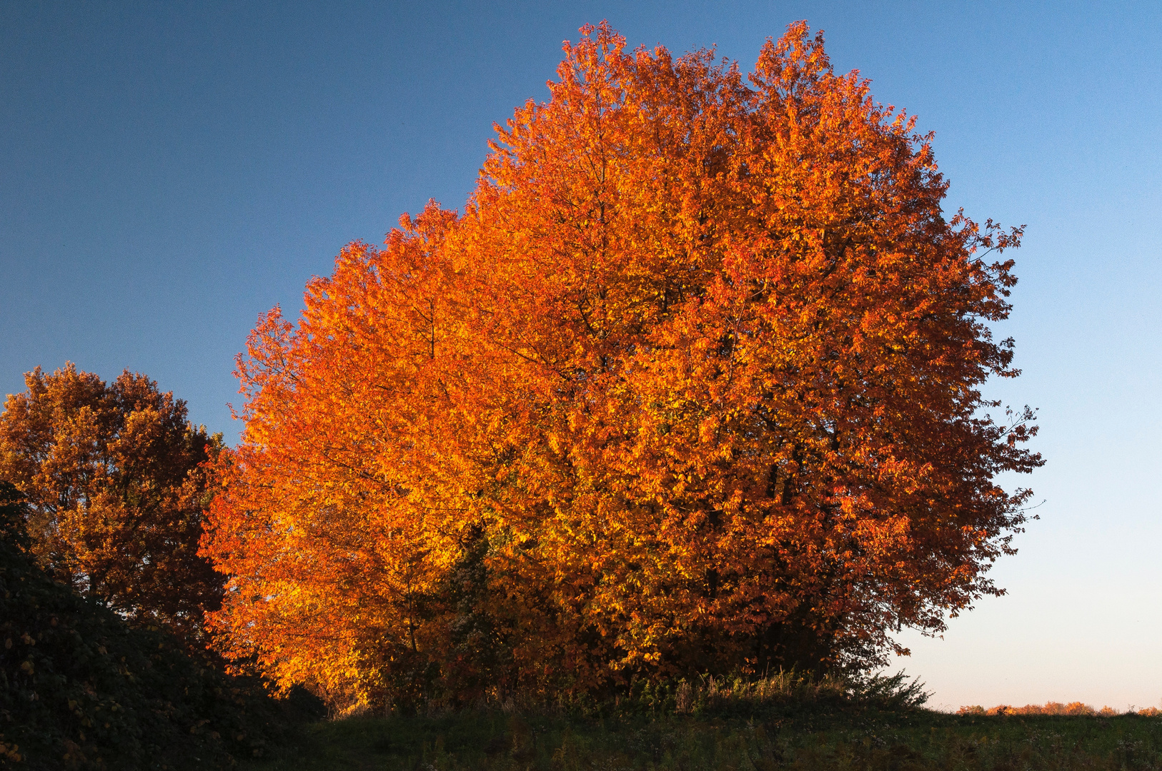 Burning Tree