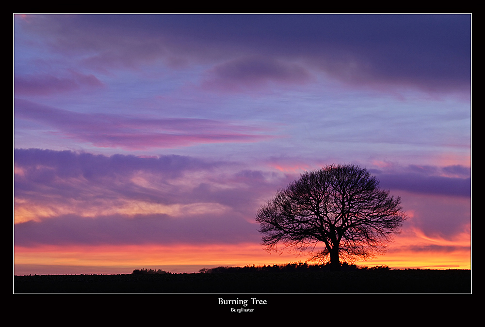 Burning Tree