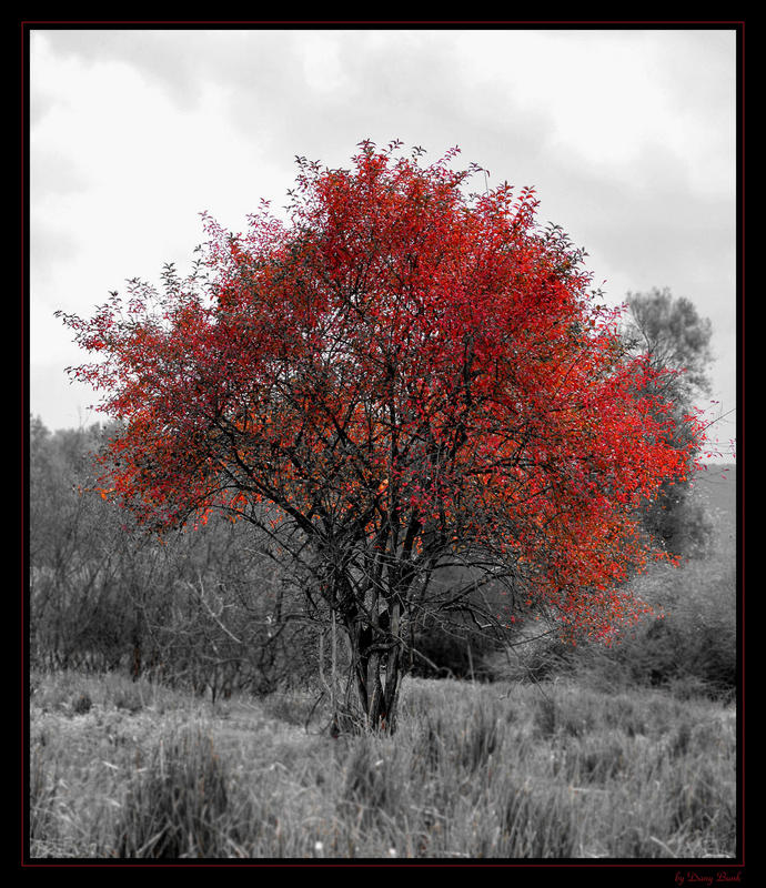 Burning Tree