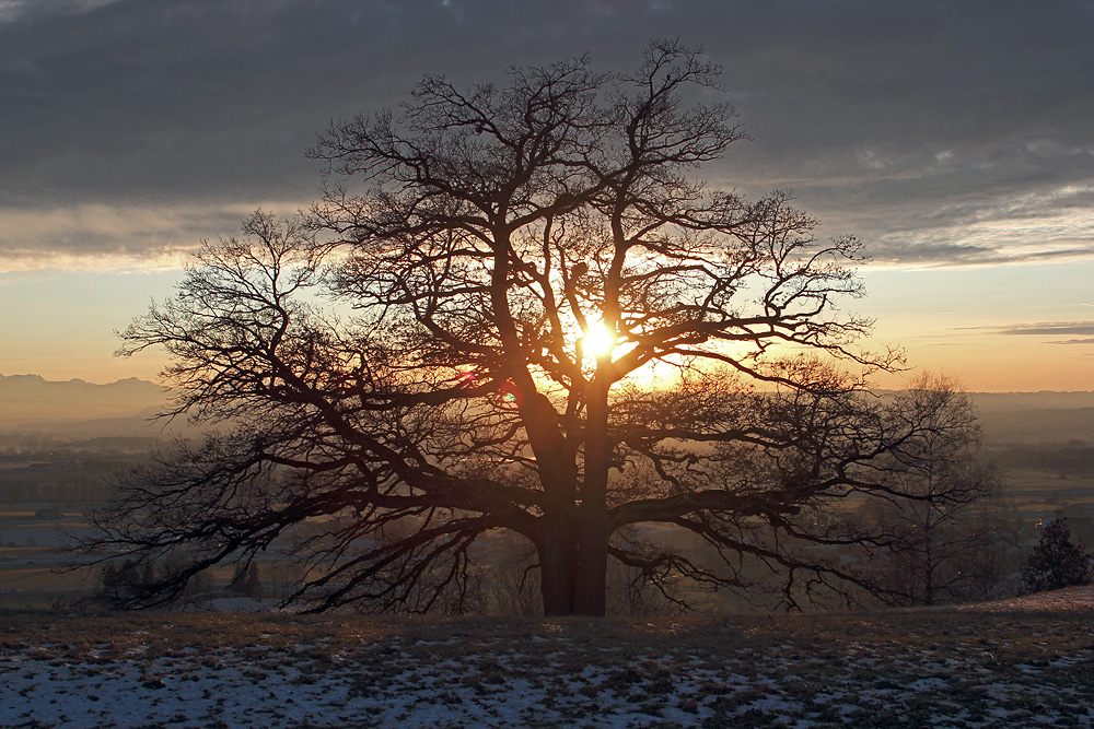 Burning Tree