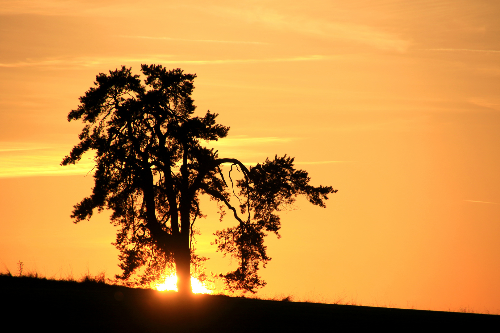 burning tree