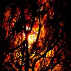 Burning Tree