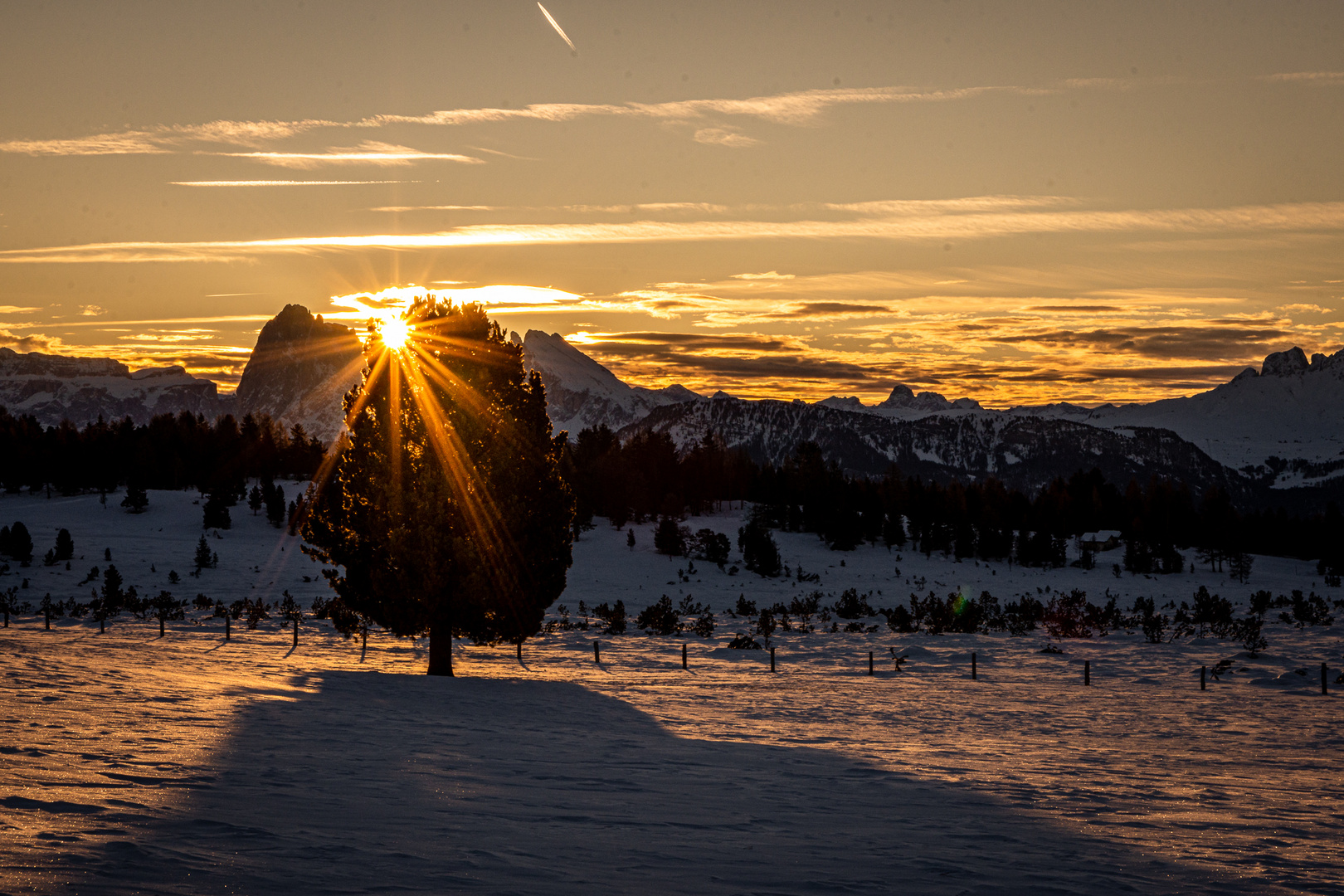 Burning Tree