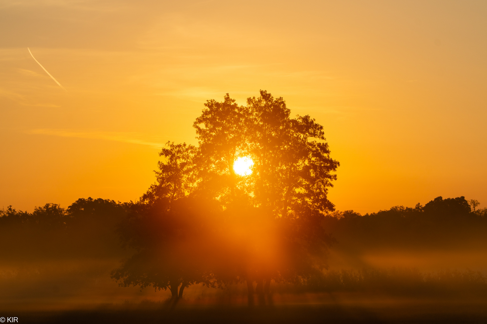 Burning Tree