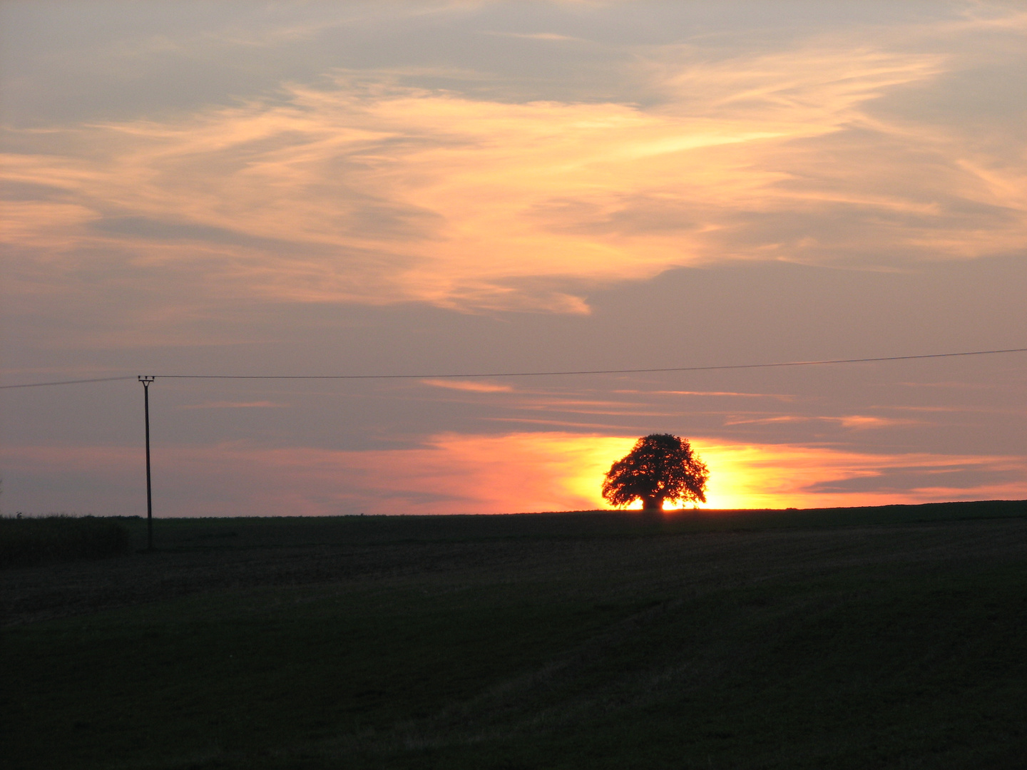 Burning tree