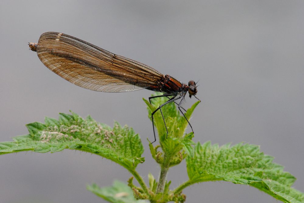 ~ Burning Wooden Wings ~ (Calopteryx virgo, Weibchen)