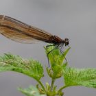 ~ Burning Wooden Wings ~ (Calopteryx virgo, Weibchen)