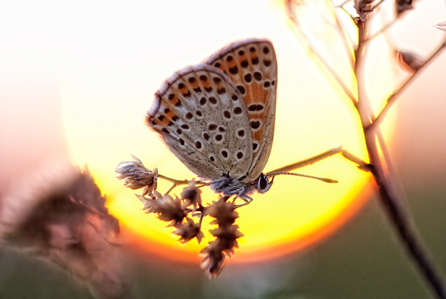 burnning butterfly