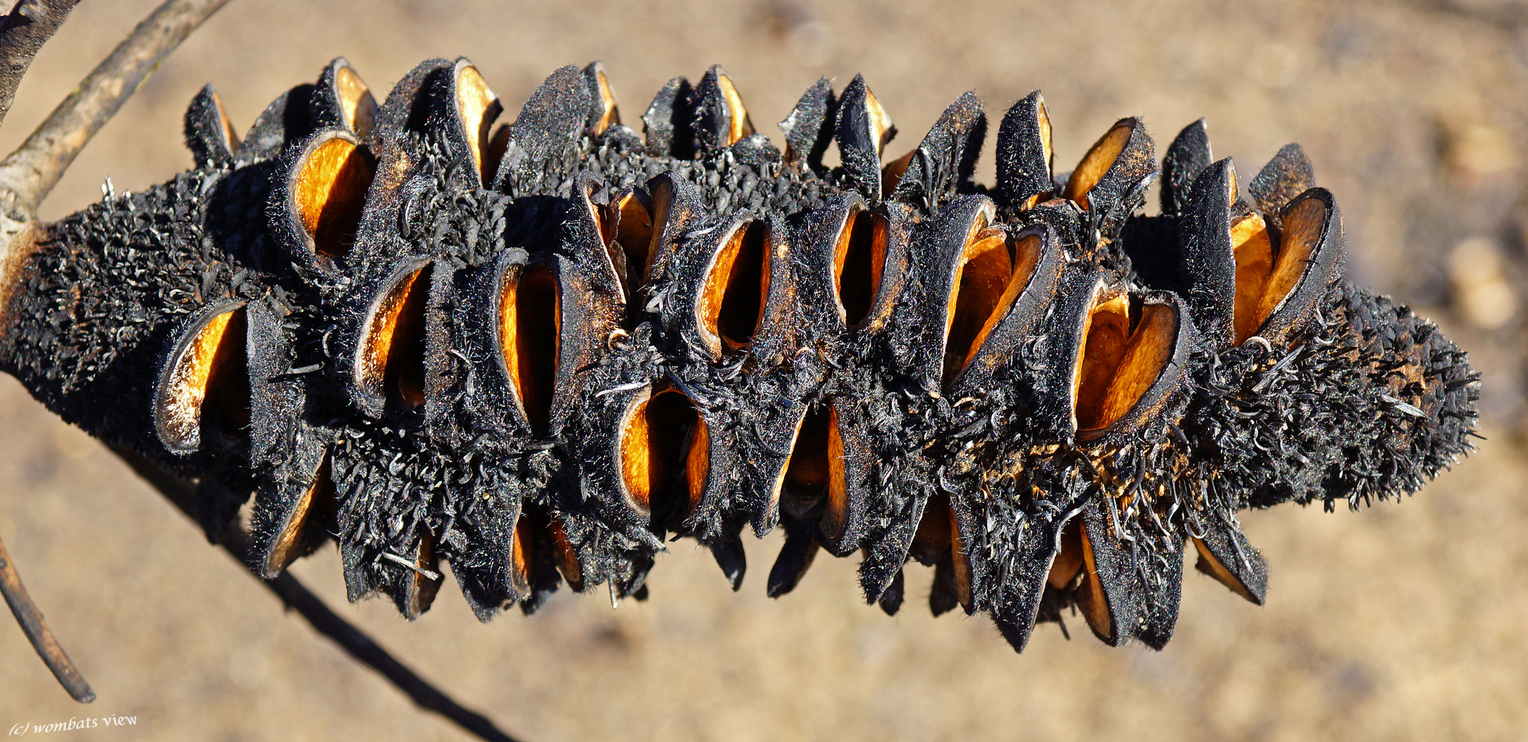 + Burnt Banksia 2 +