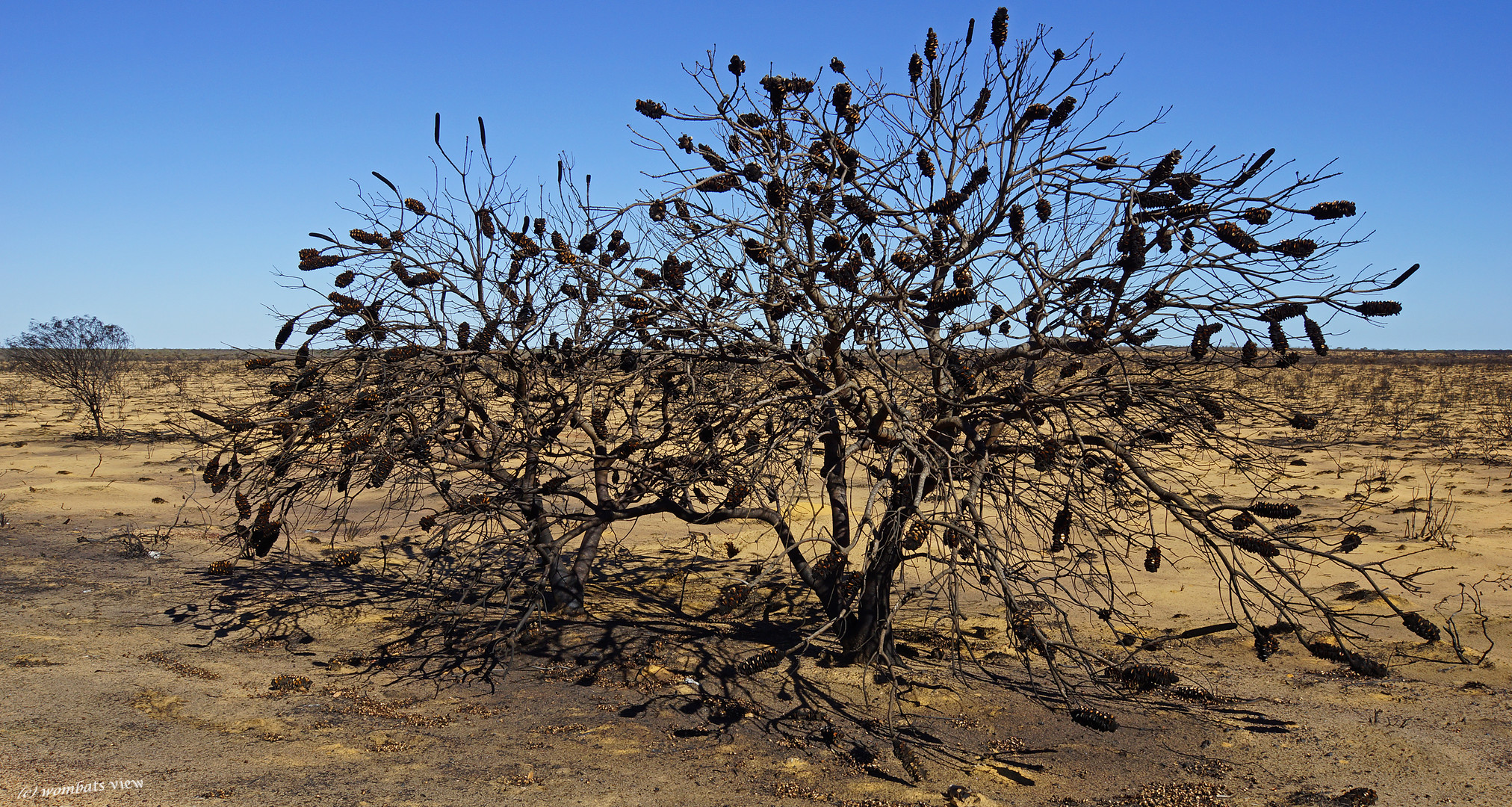 + Burnt Banksia +