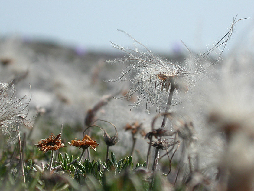 Burnt Cape Flower