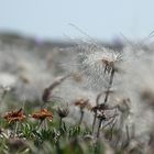 Burnt Cape Flower