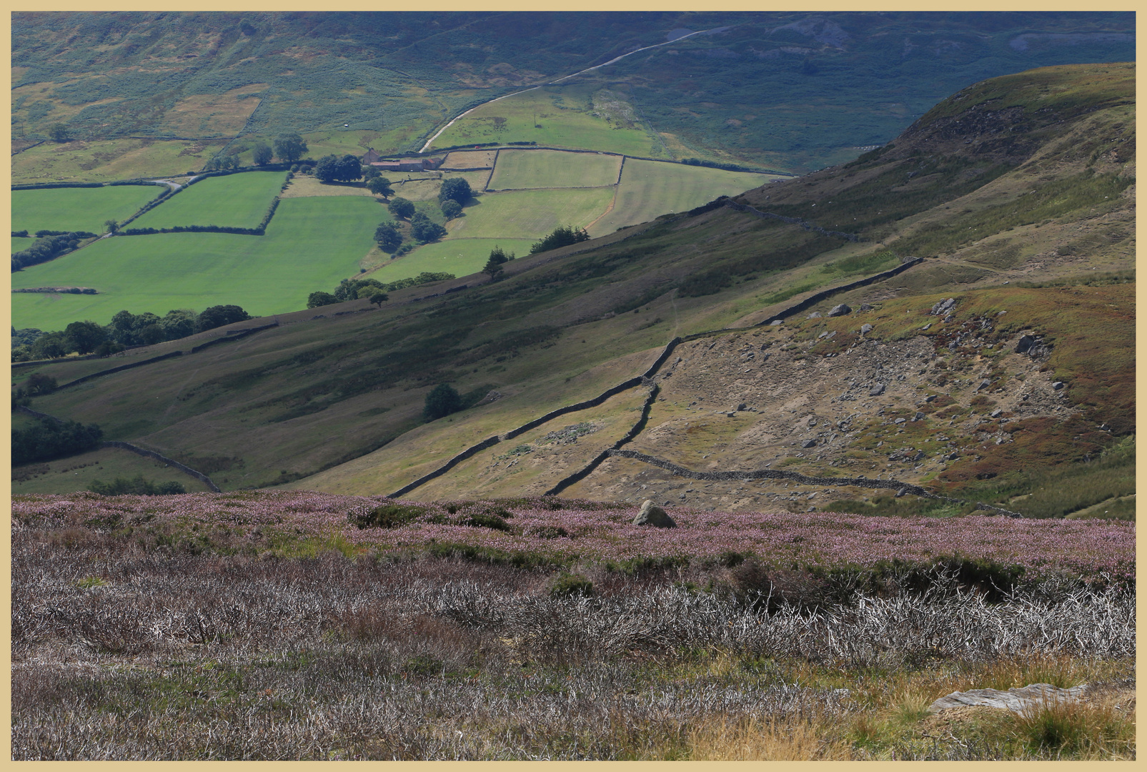 burnt heather in farndale