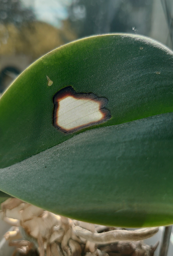 Burnt Orchid