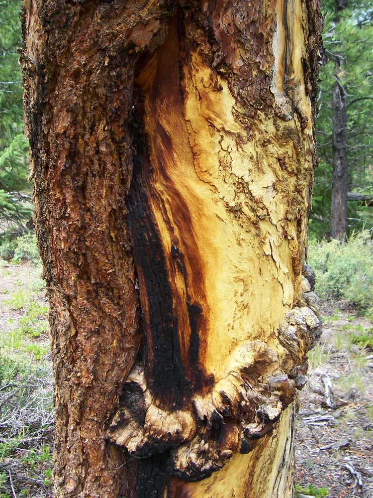 Burnt tree art