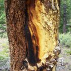 Burnt tree art