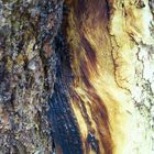 Burnt tree closeup