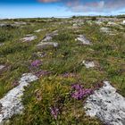 Burren 2