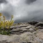 Burren 