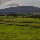 Burren