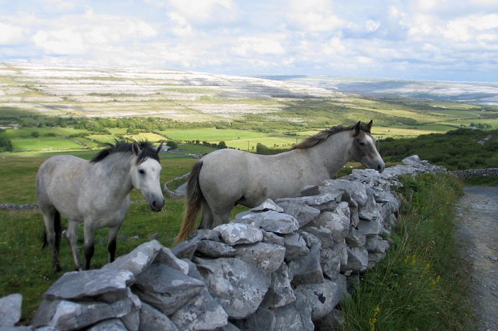 Burren Horses