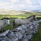 Burren Horses