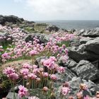 Burren im Frühling