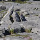 Burren in Irland