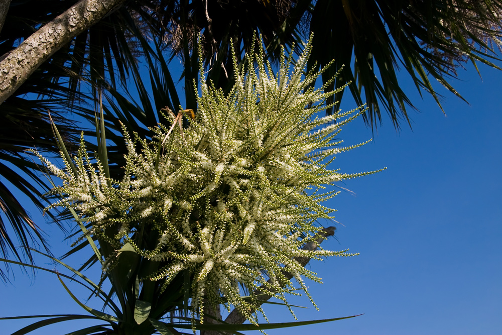 [ burren - palme ]