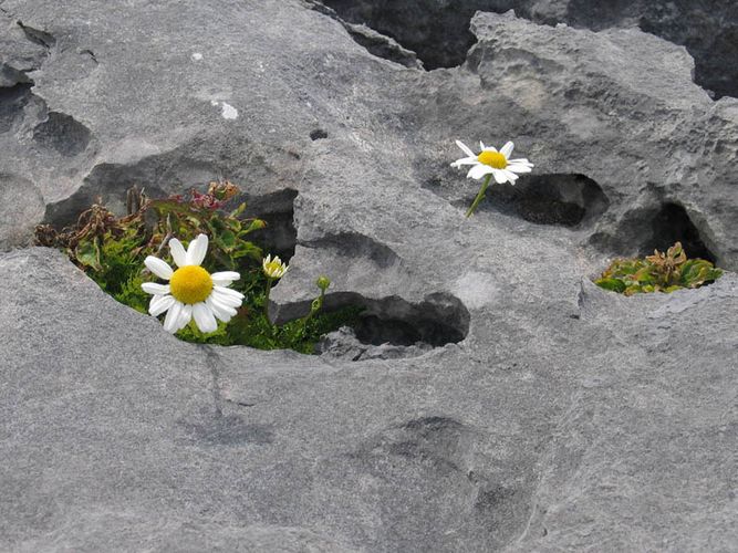 Burren - wir waren auch da...