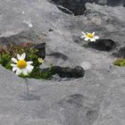 Burren - wir waren auch da...