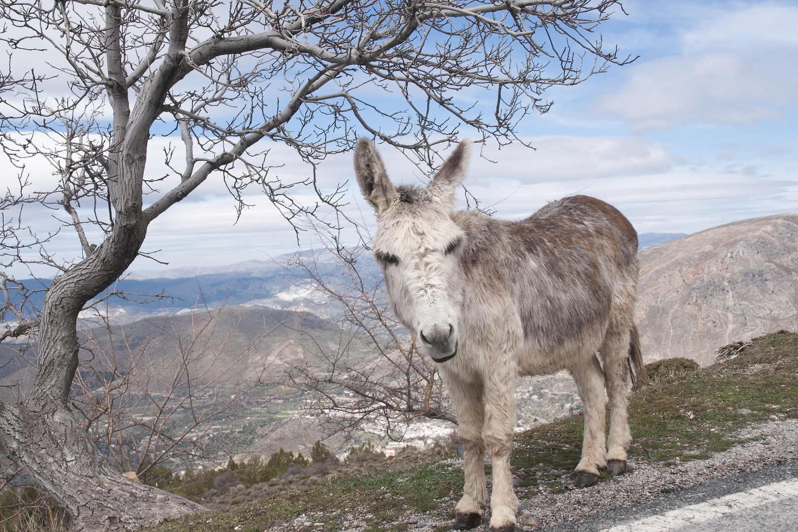 Burro in der Sierra Nevada