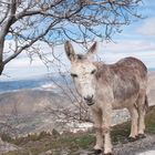 Burro in der Sierra Nevada