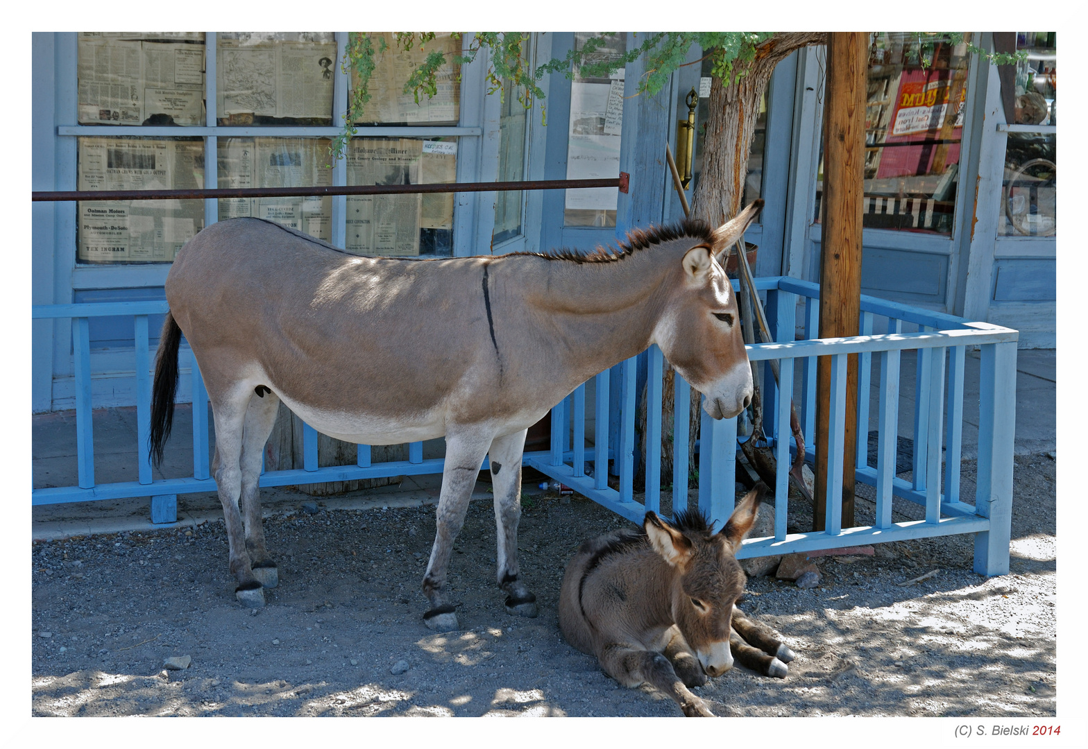 Burro in Oatman