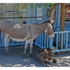 Burro in Oatman