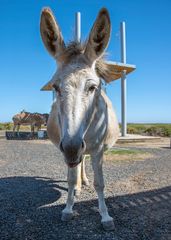 ::. Burro Majorero .::