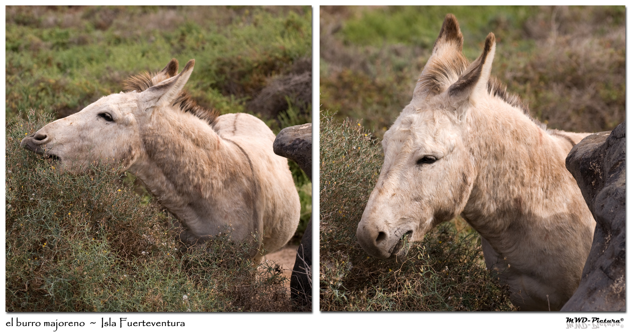 ::. burro majorero .::