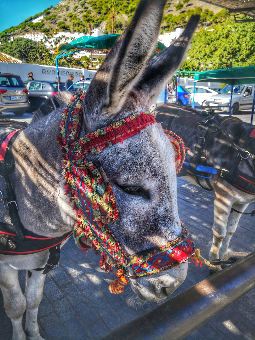 burro-taxi en Mijas