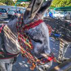 burro-taxi en Mijas