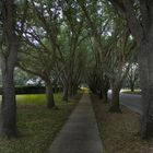 Burrow Through The Forest