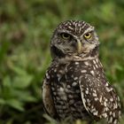 Burrowing Owl 