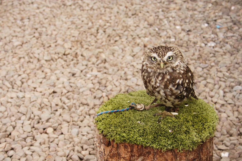 Burrowing Owl