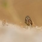 Burrowing owl