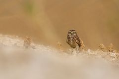 Burrowing owl