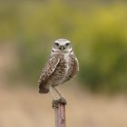 Burrowing Owl