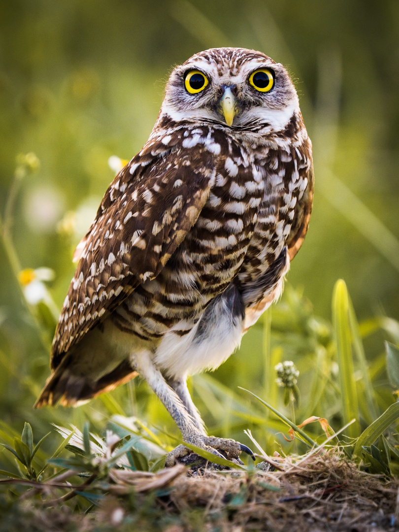 Burrowing Owl