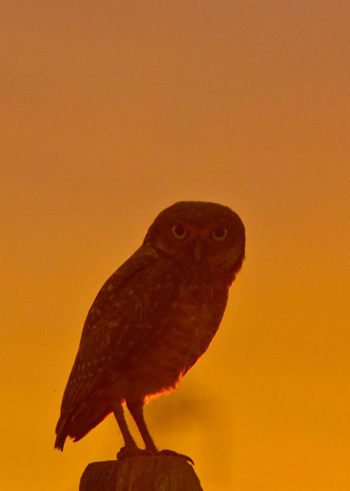 Burrowing owl at sunset